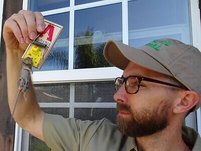 Reno rodent trapping